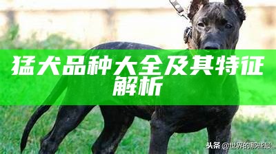 猛犬品种大全及其特征解析