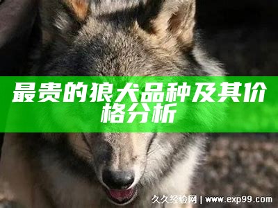 最贵的狼犬品种及其价格分析