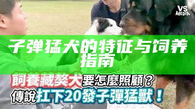 子弹猛犬的特征与饲养指南